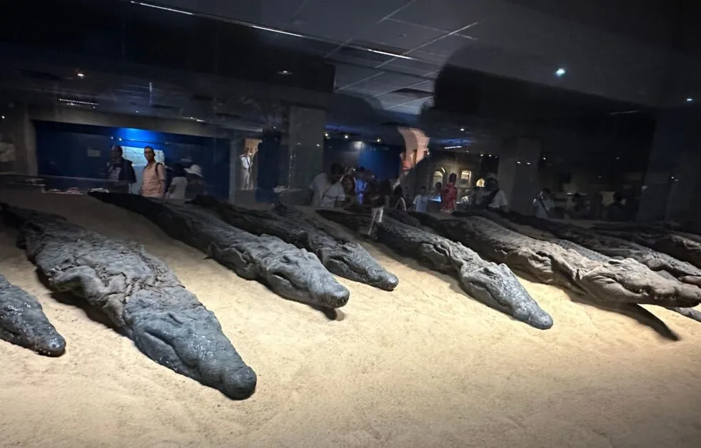 Mummified Ancient Crocodiles in Museum in Edfu, Egypt.