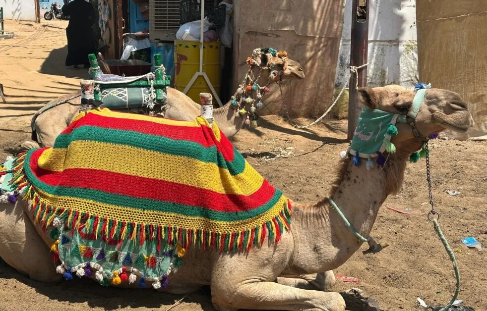 Camels sitting on a sandy bank of the River Nile.