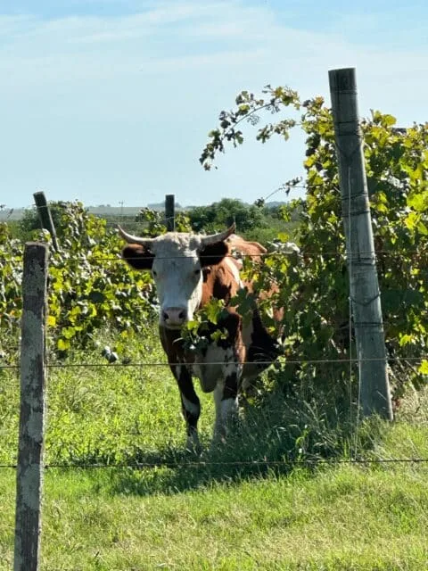 Cow grazing in between rows of grape vines keeps the grass from growing too tall.