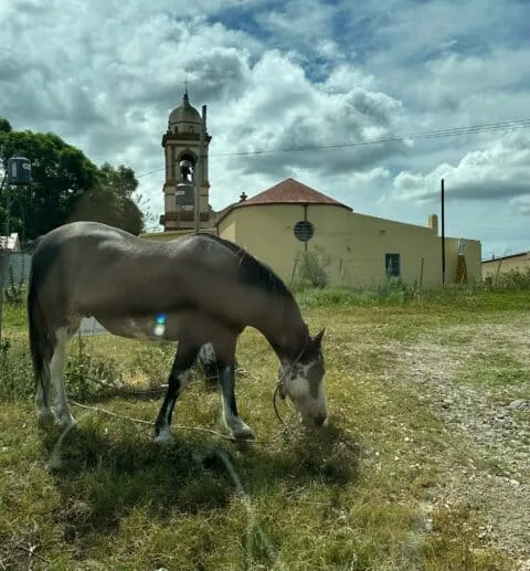 Horse grazing in front of a church