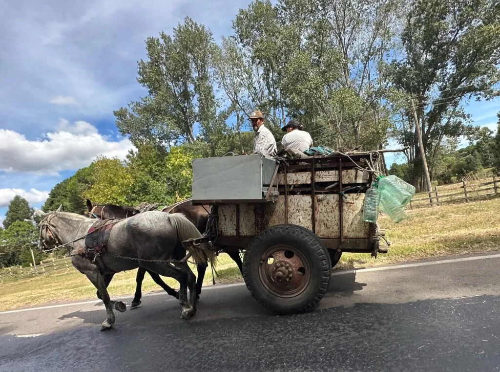 Horses pulling a cart full of chopped logs.