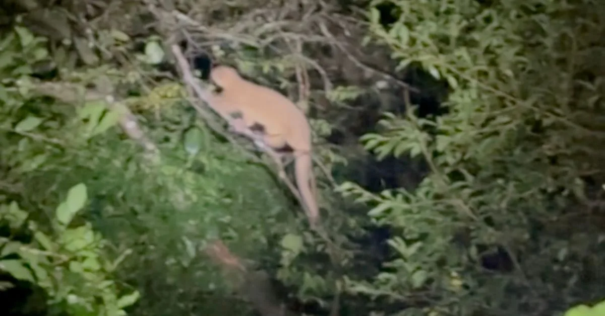 Kinkajou climbing a tree at night.
