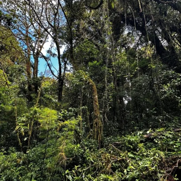 Cloud Forest with vines from trees and many varieties of Plants.