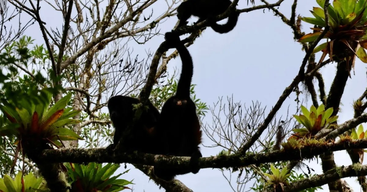 3 howler monkeys playing on a tree branch.