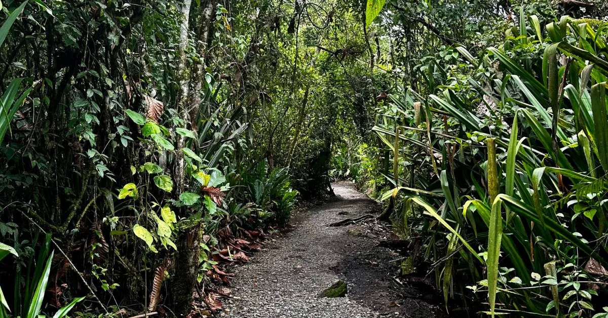 Trail pathway in Bogarin Nature reserve with tall rainforest trees either side