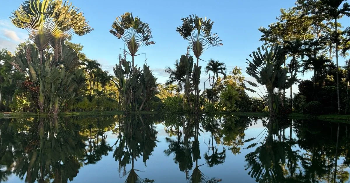 Palm trees are reflected in the water below at a hotel resort pool