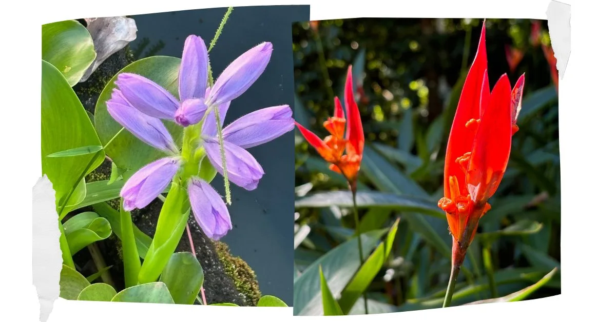 Purple and red orchid flowers