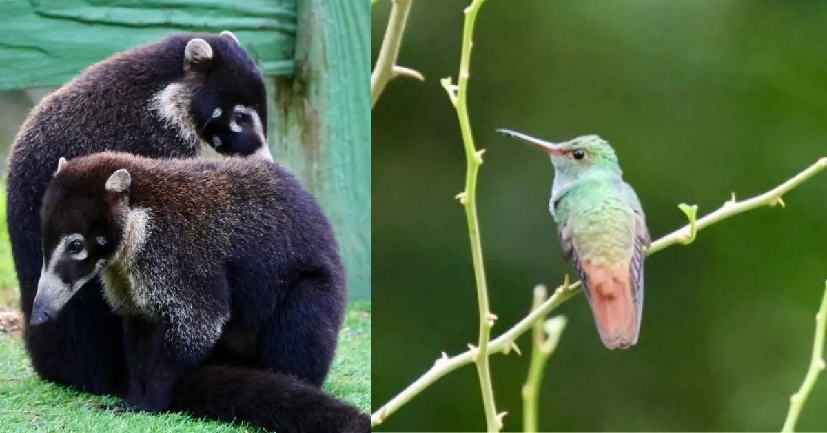 Birds and animals 
Two coatis snuggle together,
 a small green bird with orange tail feathers sits on a thin branch