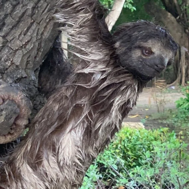 3 toed Sloth in a tree.