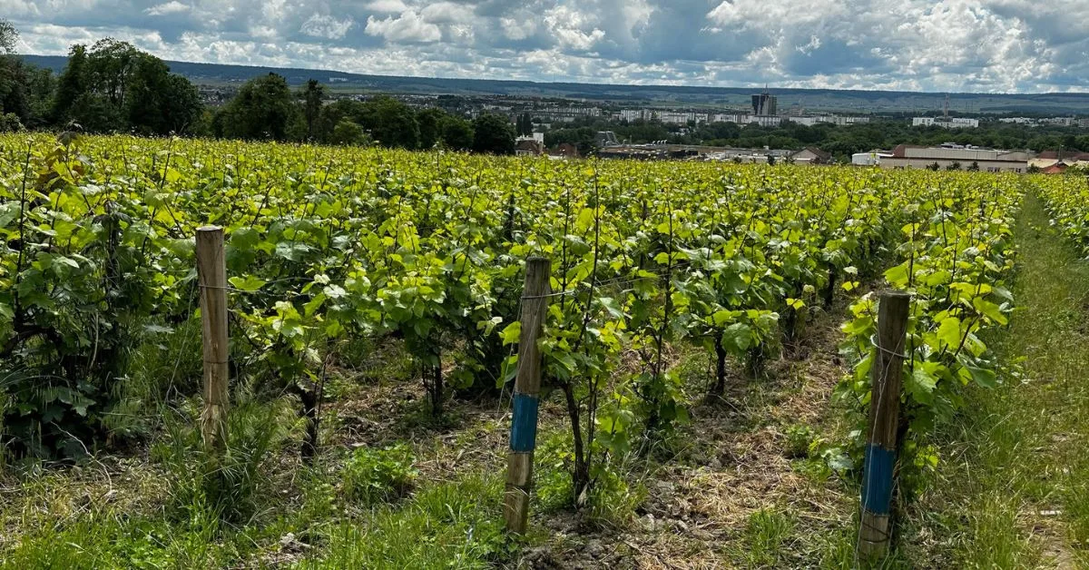 Vineyard in Reims, France.