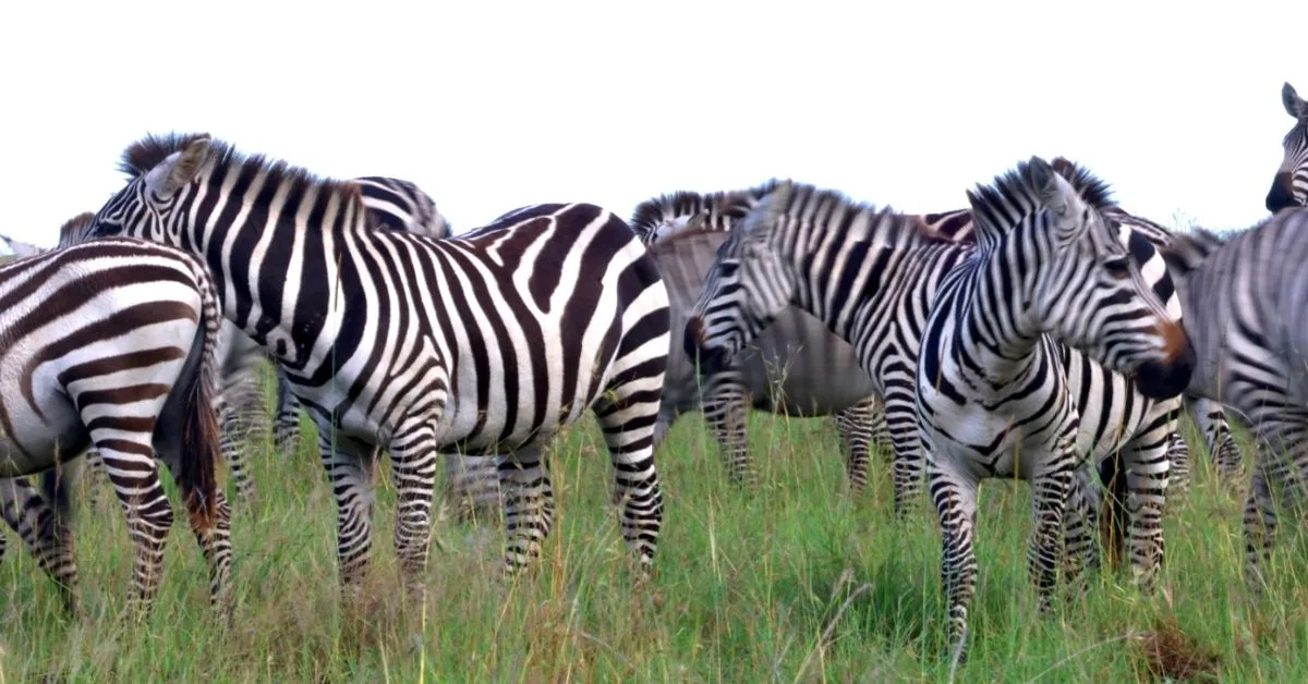 Zebra herd in grasses of Masai Mara, a top destination in August
