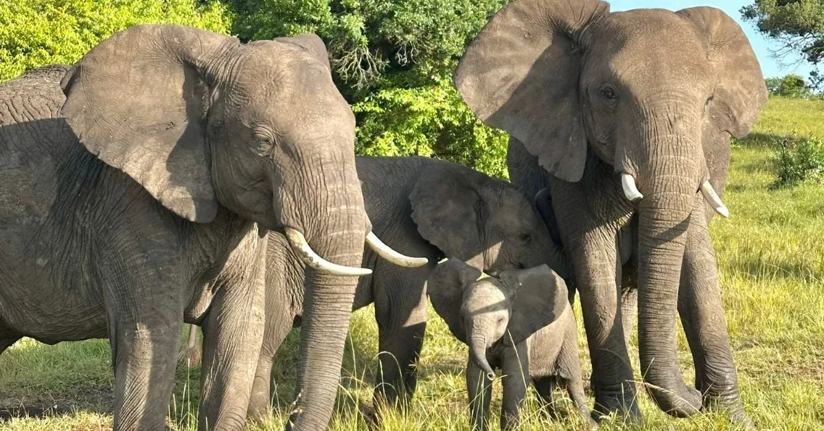 African elephant family in wildlife setting