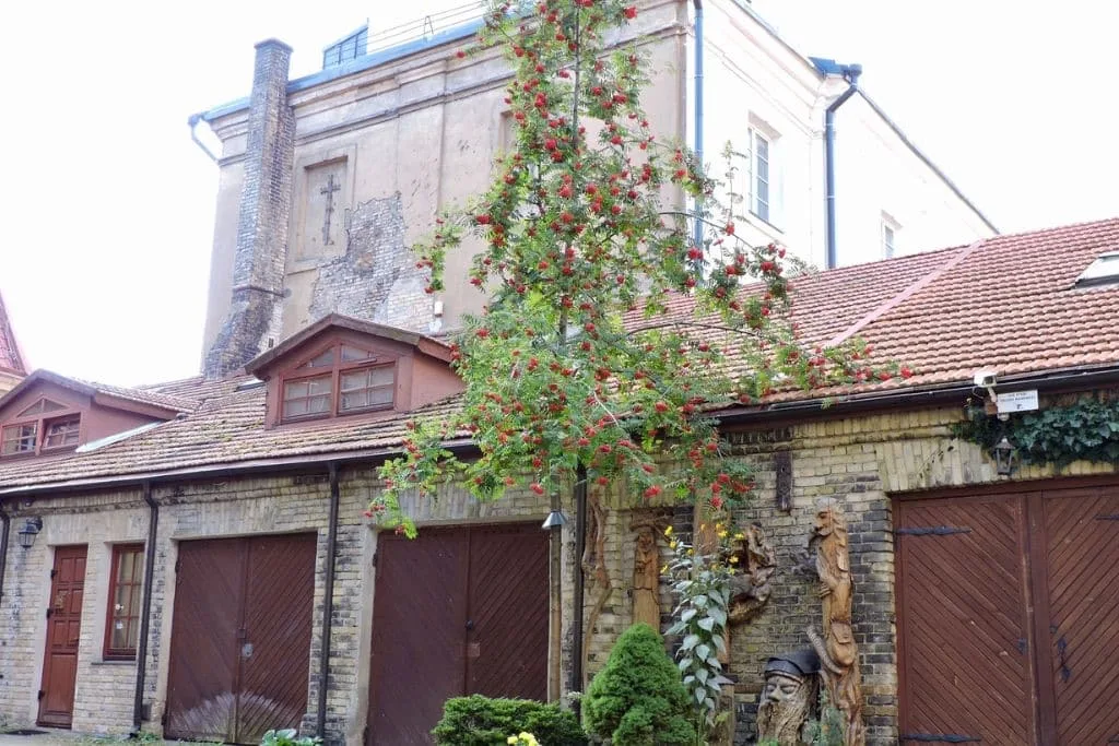 A street in Vilnius with carved statues hung onto the brick wall. Behind is a church with a cross and a tree with orange flowers.
