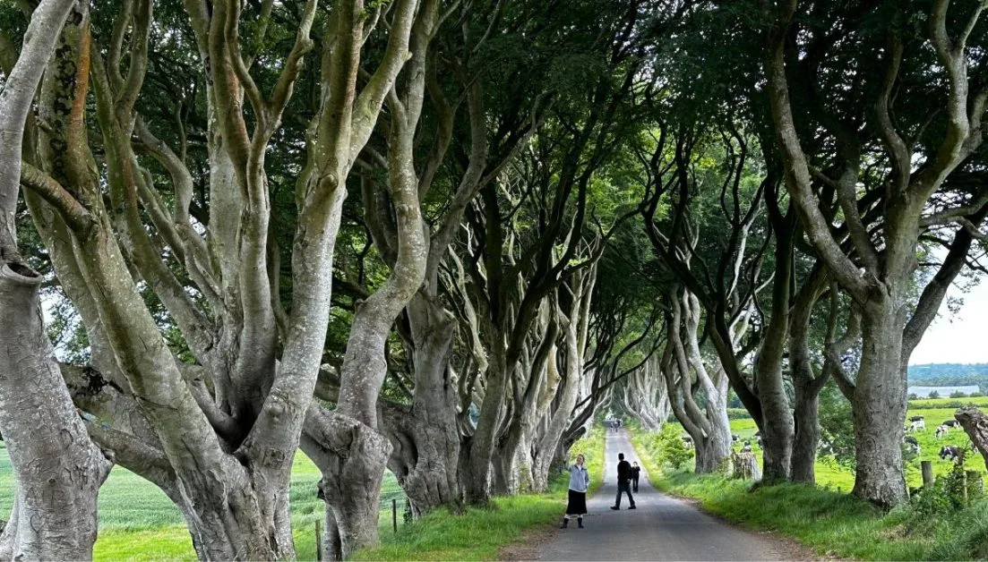 People walking through the Dark Hedges which are gigantic beech trees that create a canopy over the road.