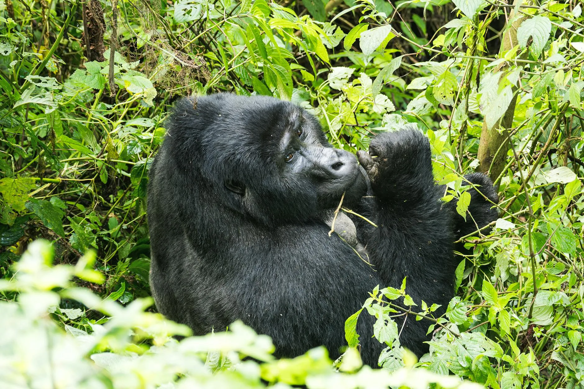 Mountain gorilla surrounded by dense green forest in Rwanda