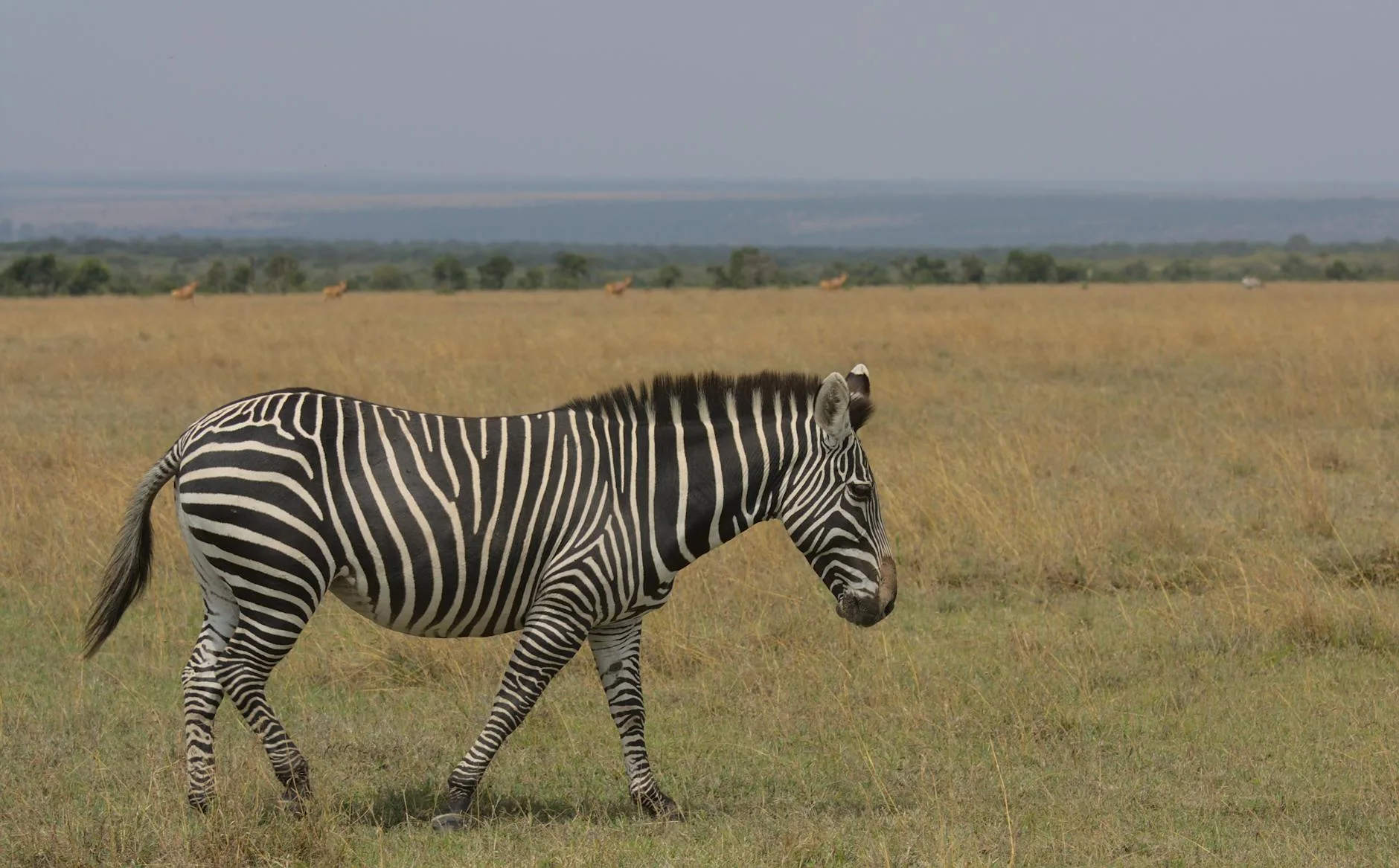 Zebra walking on the Kenyan savanna at sunrise