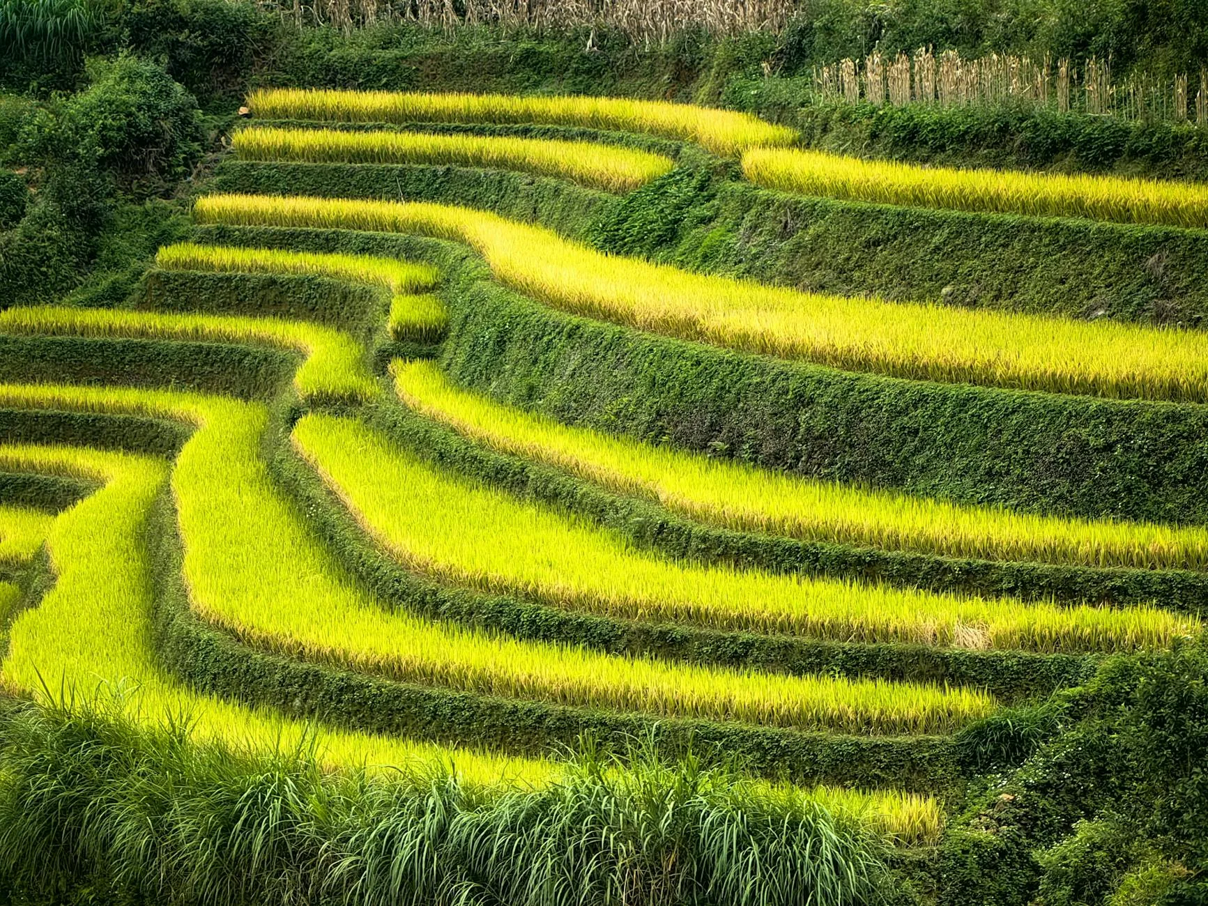 Lush terraced rice fields in northern Vietnam