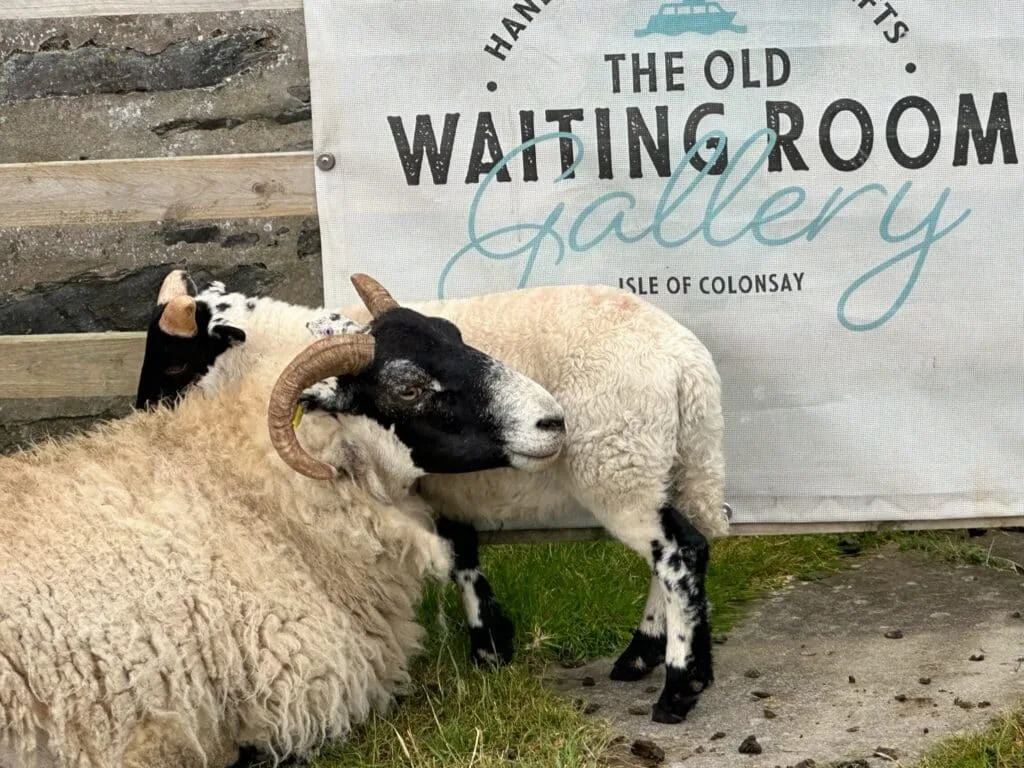 Two sheep are making themselves comfortable outside an art shop next to the ferry port on Colonsay, Scotland.