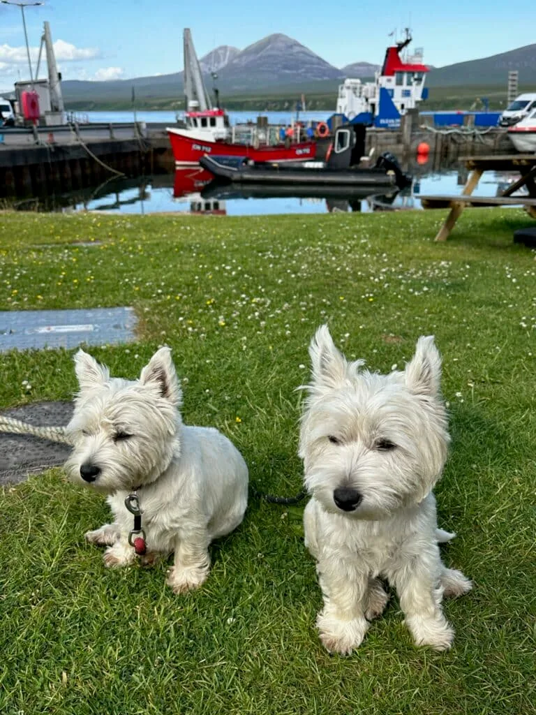 Scottish highland terrier dogs on Islay