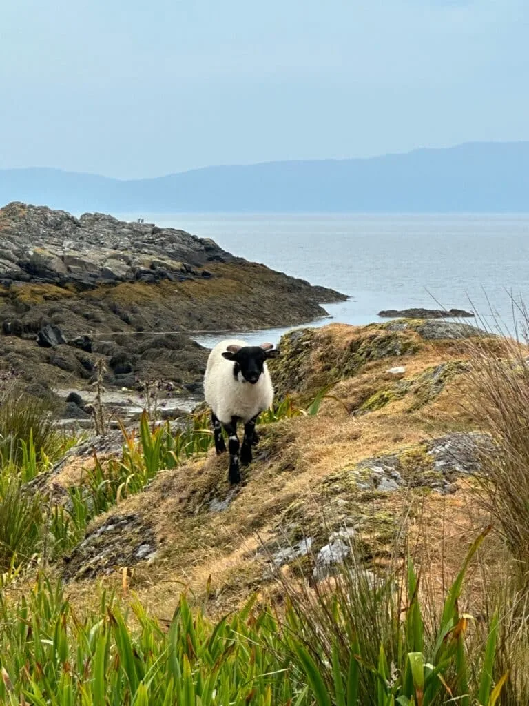 Black faced sheep standing on rock headland with blue Atlantic behind it.