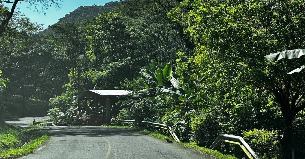Paved single road in Costa RIca with dense shrubs and trees lining the roadside.