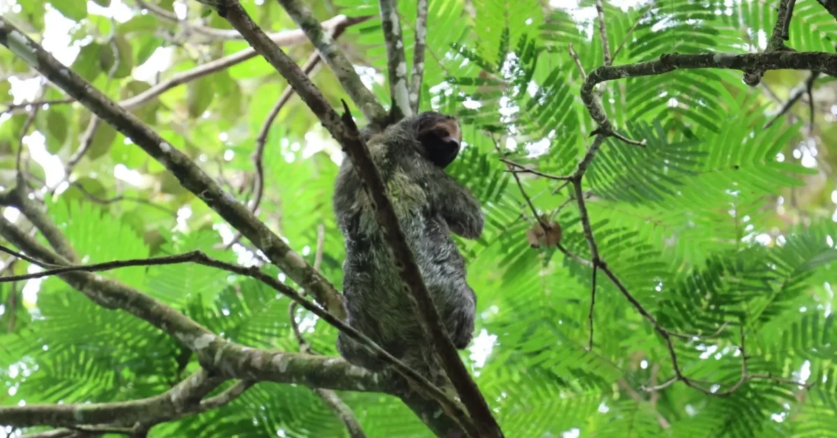 A mother sloth high in the trees with her little one hidden within her thick fur. Bogarin Trail, Costa Rica.