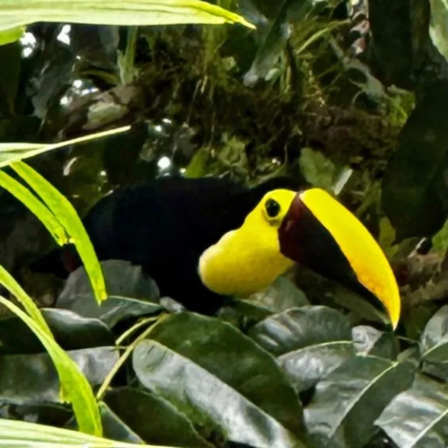 A tucan bird sits on a tree branch.