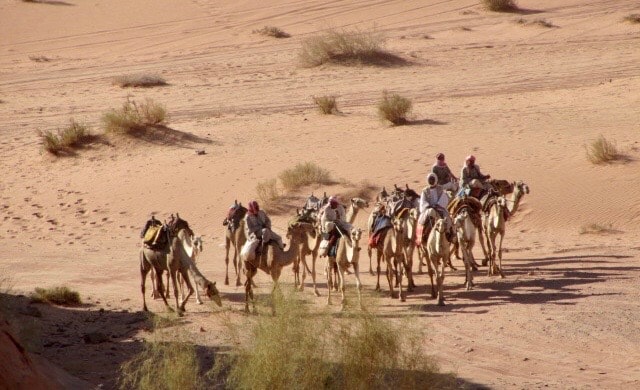 Desert camel caravan with riders