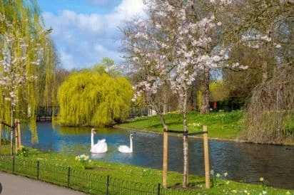 Swans in Regents Park in London
