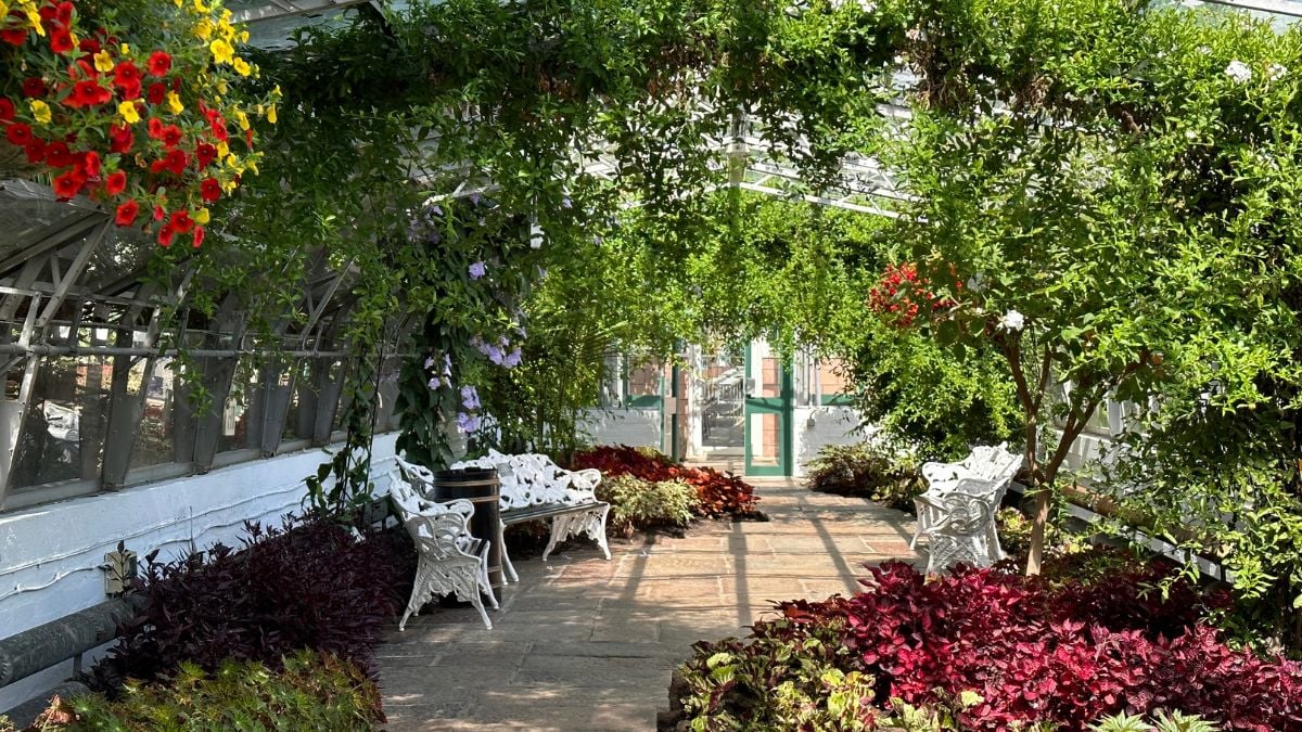 Duthie Park Winter Gardens greenhouse interior, Aberdeen