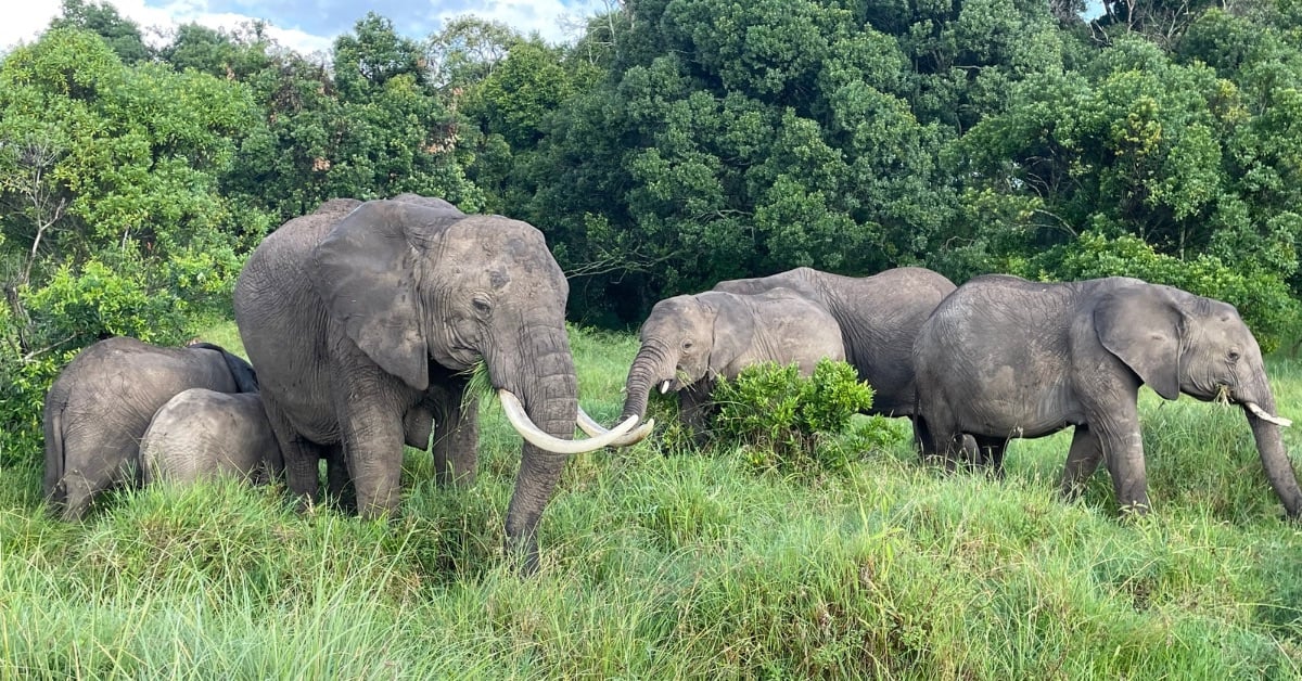 Elephant herd on the African savanna