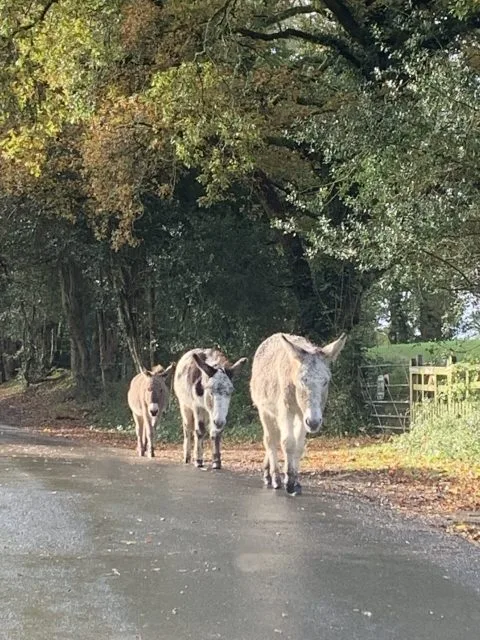Donkeys wandering down a rural road on a autumn day in Hampshire, England.