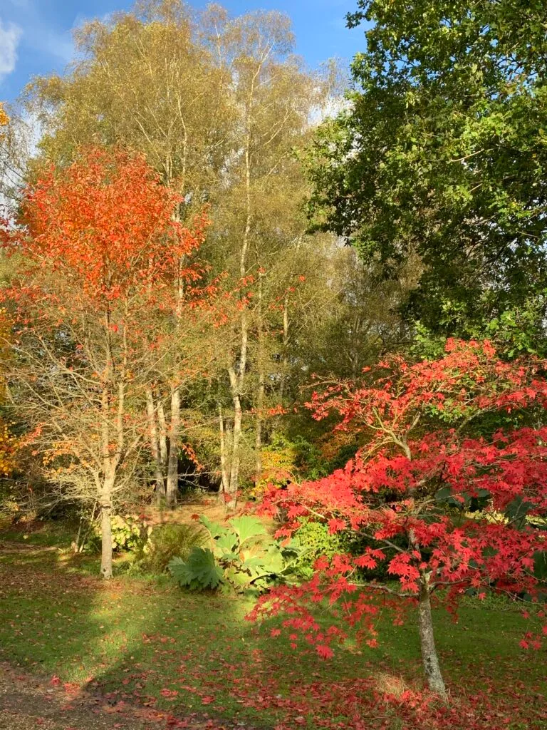 Autumn reds and browns in a forest in England.
