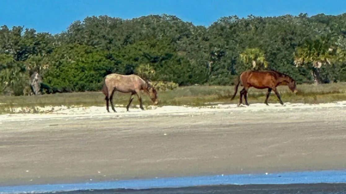 two horses on a beach