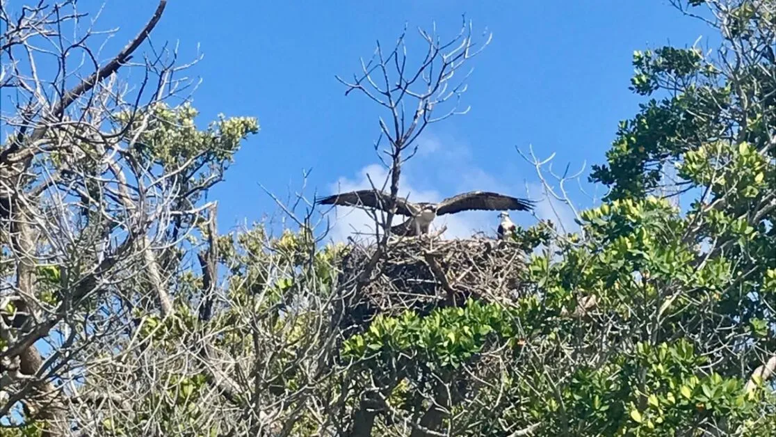 Pair of Osprey sea eagles at their nest