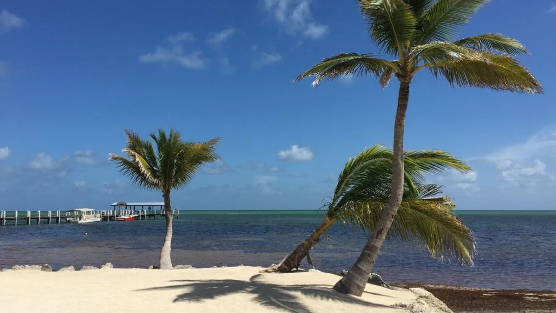 Palm trees on sandy beach next to a pier and ocean.