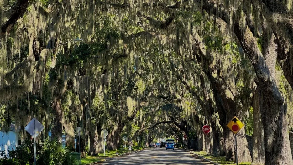 A Tree lined canopy avenue.