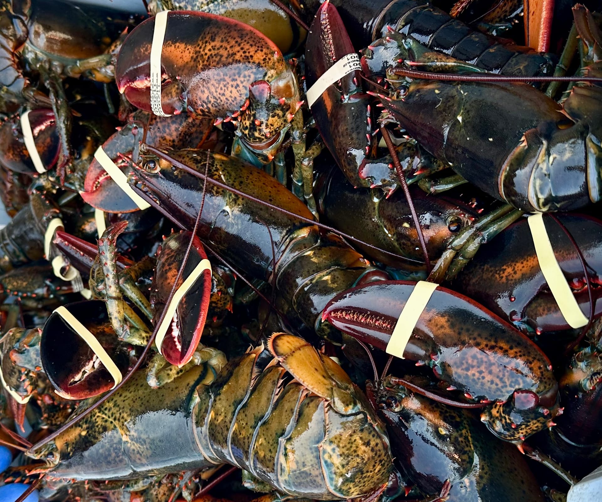 Freshly caught live lobsters in Digby, Nova Scotia