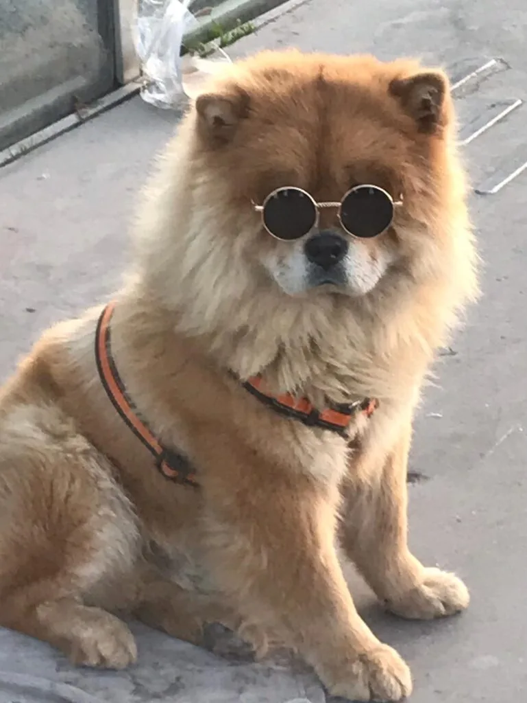 Pup in Paris wearing designer sunglasses on Champs Elysees.