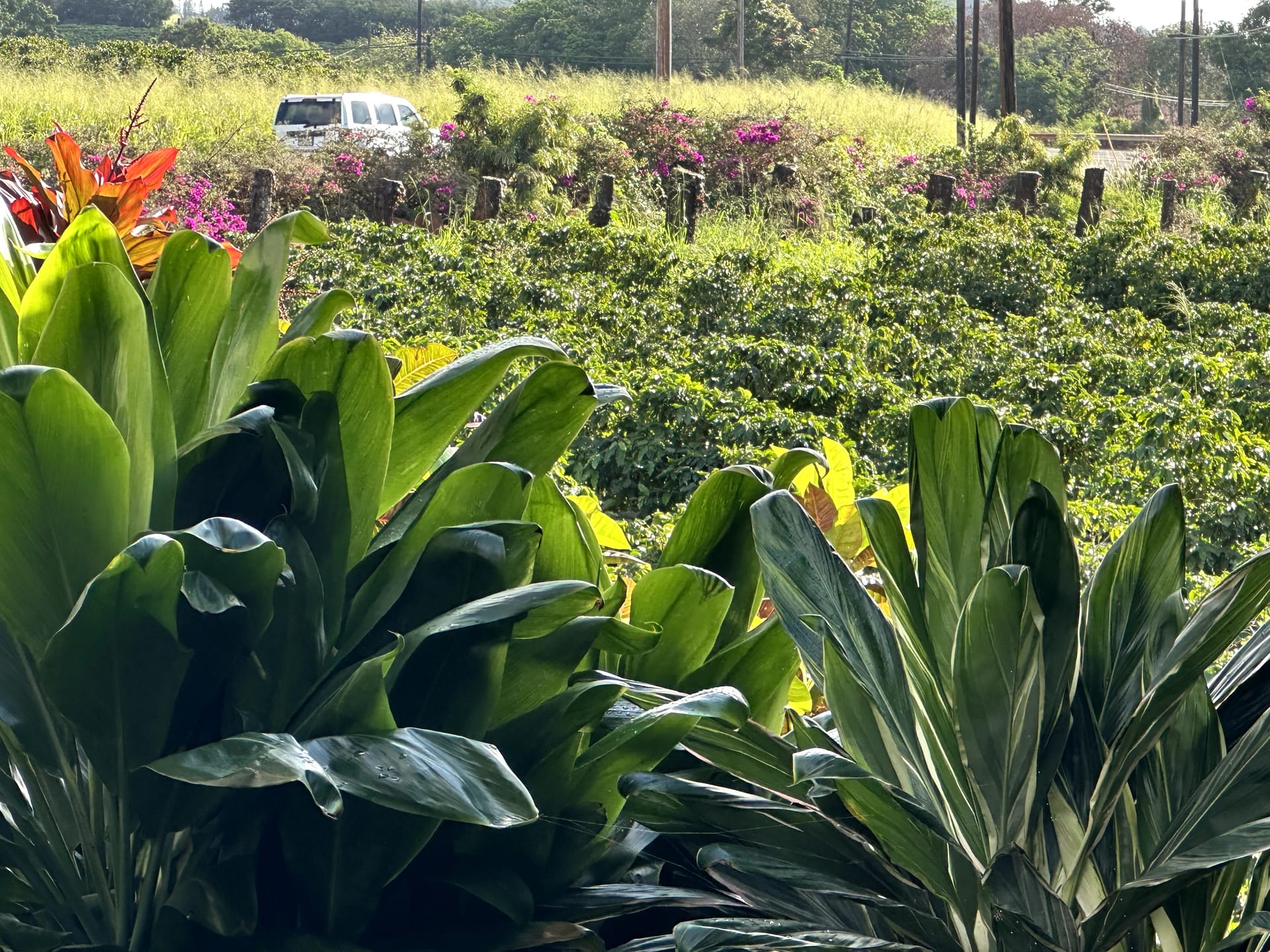 Kauai Coffee Plantation gardens with colourful flowers