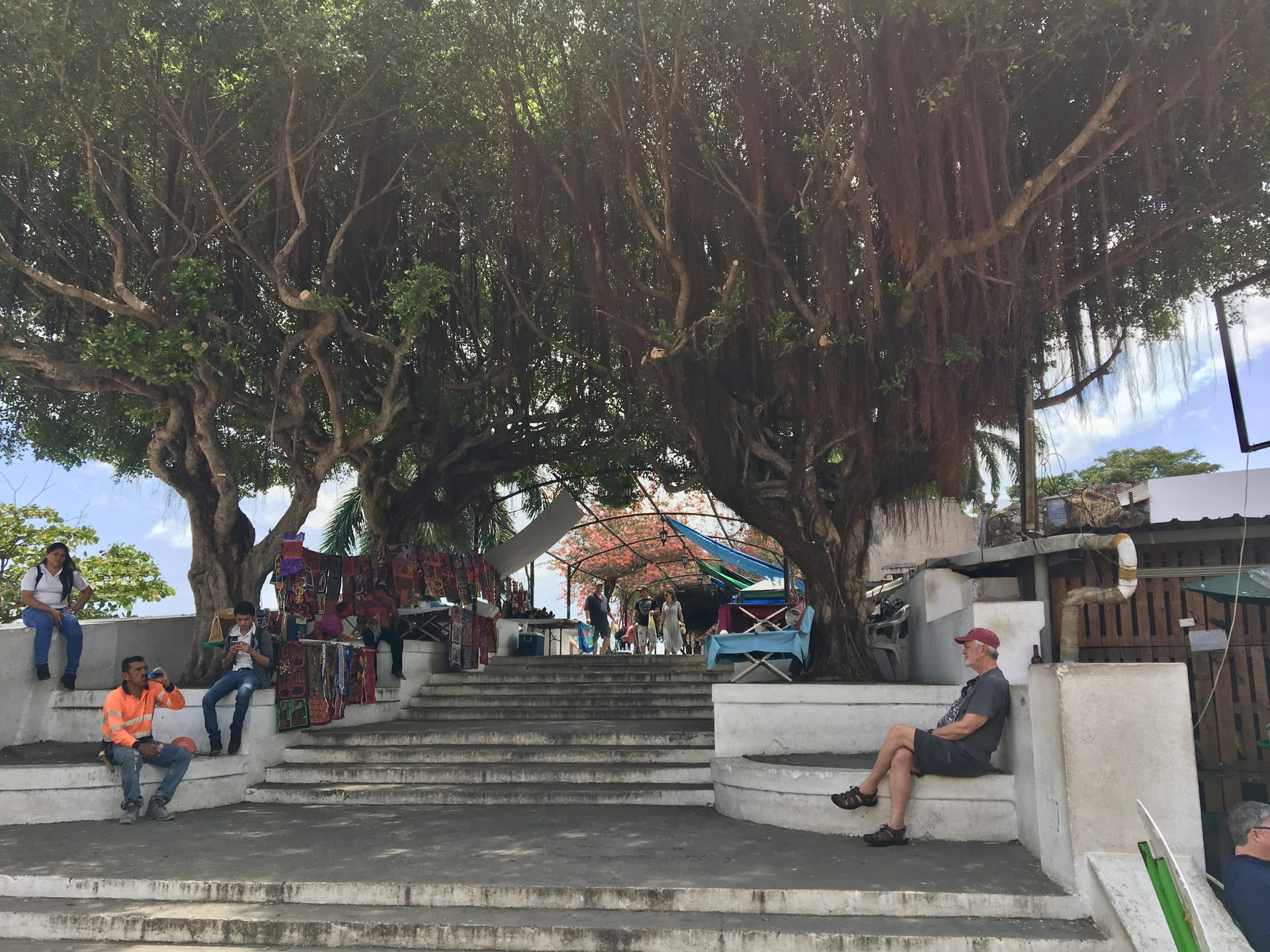 Giant tree plaza stairs