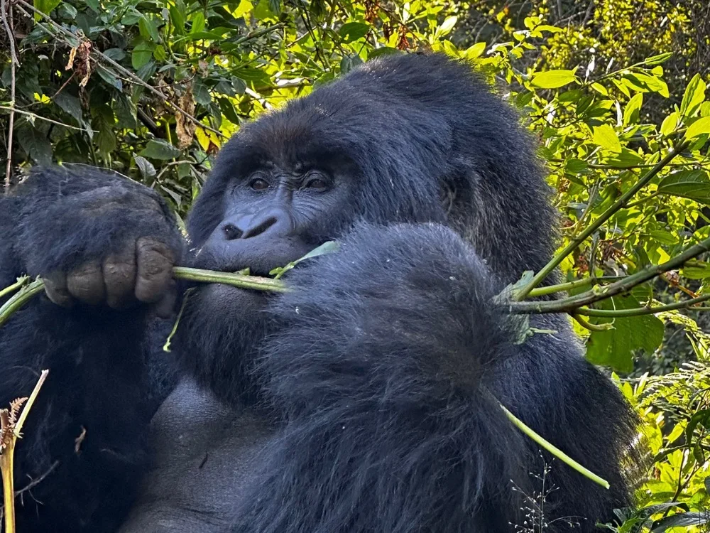 Gorilla Trekking In Uganda - Best Hike of My Life!