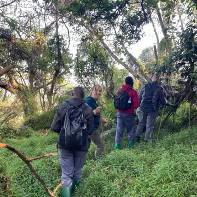 Group of mountain gorilla trekkers leaving base camp and heading into forested slopes.