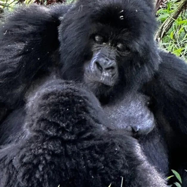 Parent and baby mountain gorillas in Uganda.