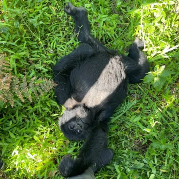 Juvenile mountain gorilla playing with a trekkers shoe.