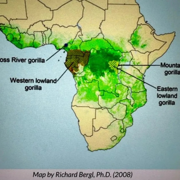 Map showing in yellow where in Africa mountain gorillas live.