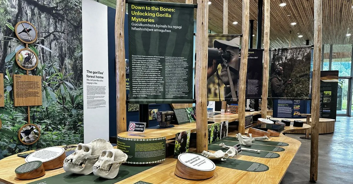 Exhibits at Dian Fossey Center explain many aspects of gorilla life.