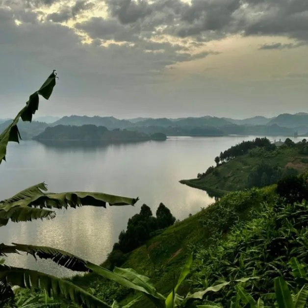 View of foliage growing on banks of a lake in Uganda. Islands are in the distance.