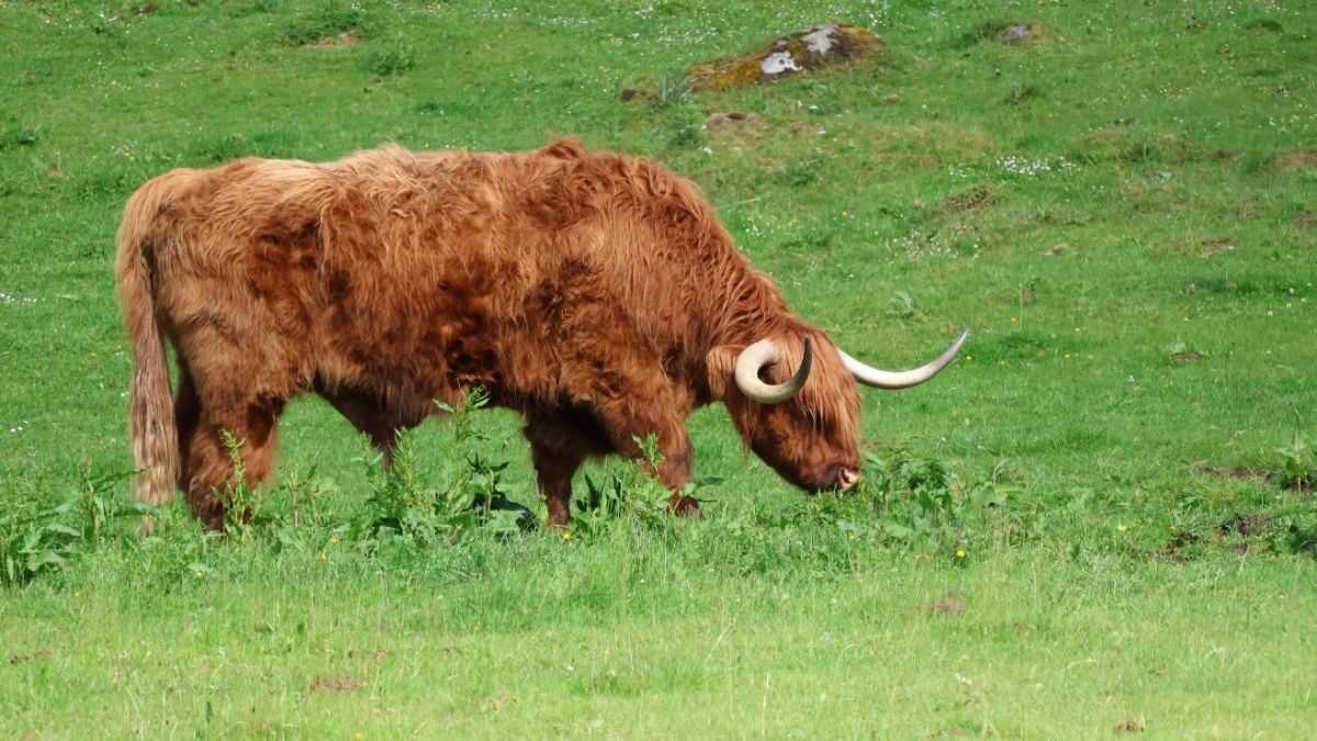 Highland cattle grazing in the Speyside countryside, Scotland