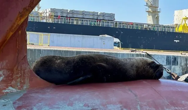 Seal resting on a ship's bow in a harbour in Chile